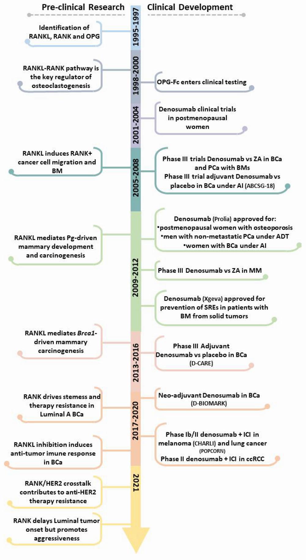 A timeline of the development of denosumab, a RANKL inhibitor, from preclinical research to clinical development.
